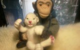 ЛюдмилаЛ - Обезьянка игрушка ручной работы - шимпанзе Джонни с львенком