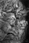 Ксения 68 - Невероятно фотореалистичные карандашные рисунки котов