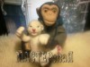 ЛюдмилаЛ - Обезьянка игрушка ручной работы - шимпанзе Джонни с львенком